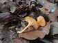 Narancsvörös rókagomba (Cantharellus friesii), Zemplén